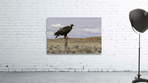 Golden Eagle 8 X12 Wall Preview
