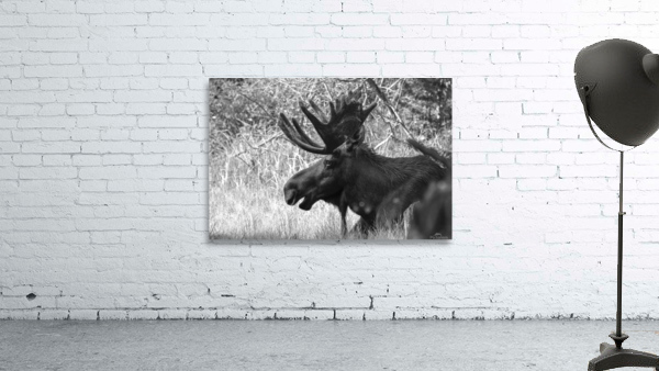No Worries B W Wall Preview