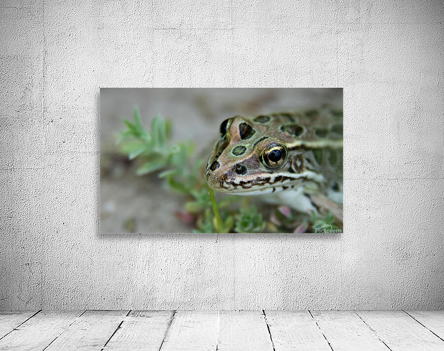 Northern Leopard Frog Wall Preview