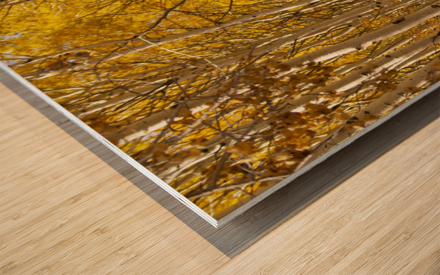 Autumns Path Wood print