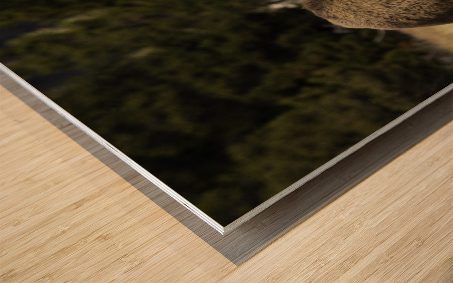 Bison Wood print