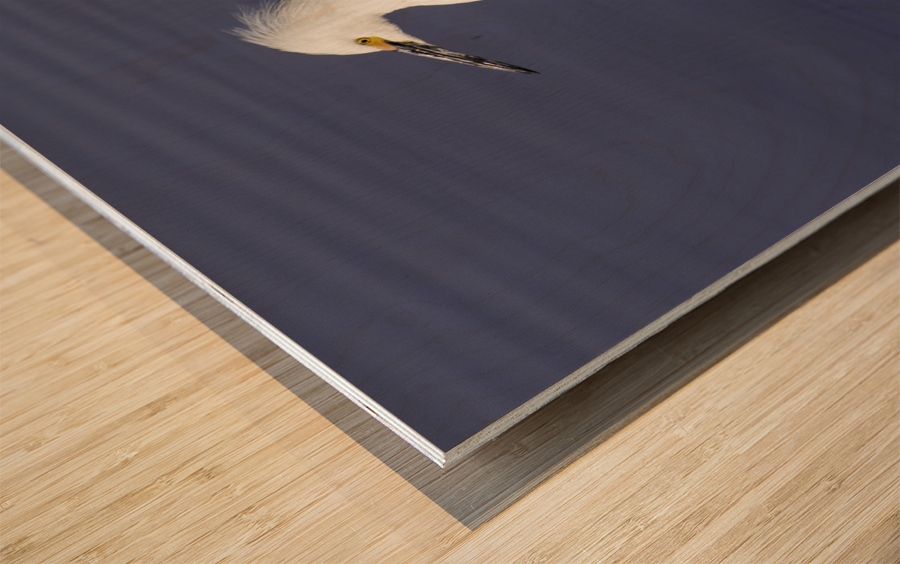 Snowy Egret  Wood print