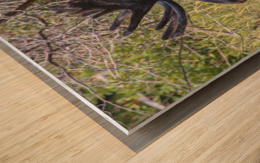 No Worries Wood print