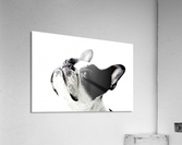 Boston Terrier Acrylic Print