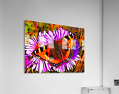 Butterfly Acrylic Print