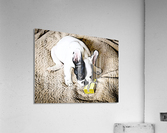 For You Acrylic Print