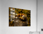 Fox Nap Acrylic Print
