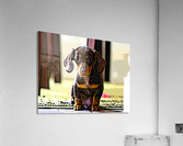 Wishing Acrylic Print