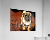 Pug Puppy Acrylic Print