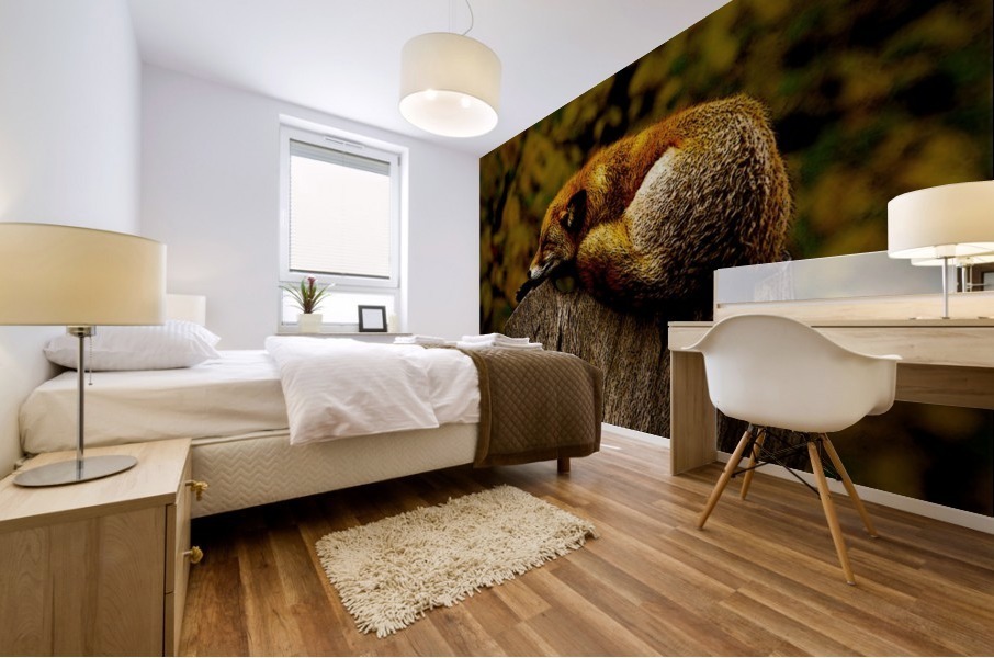 Fox Nap Mural print