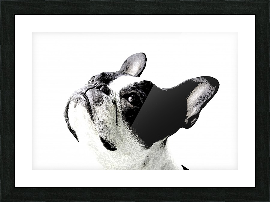 Boston Terrier Picture Frame print