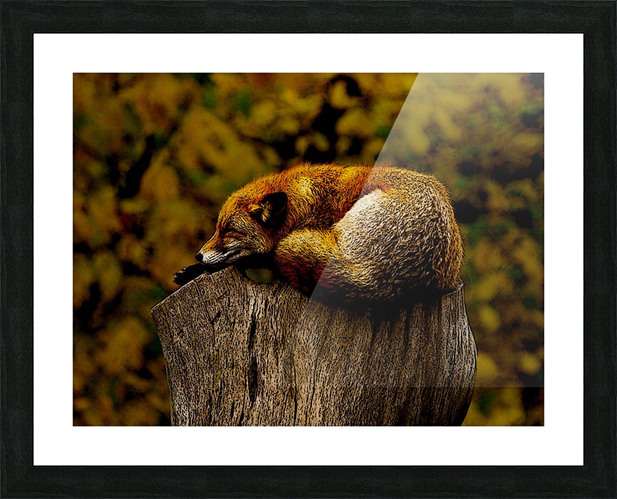 Fox Nap Picture Frame print