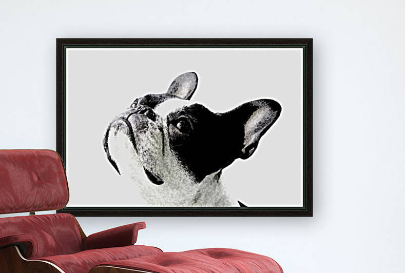 Boston Terrier by W Scott