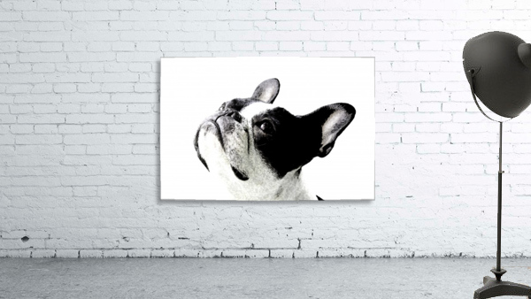 Boston Terrier Wall Preview