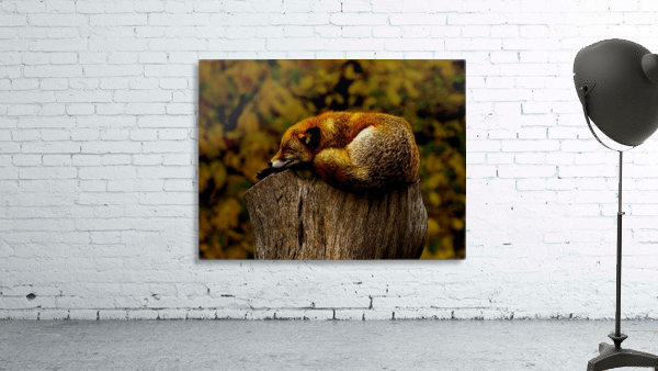Fox Nap Wall Preview