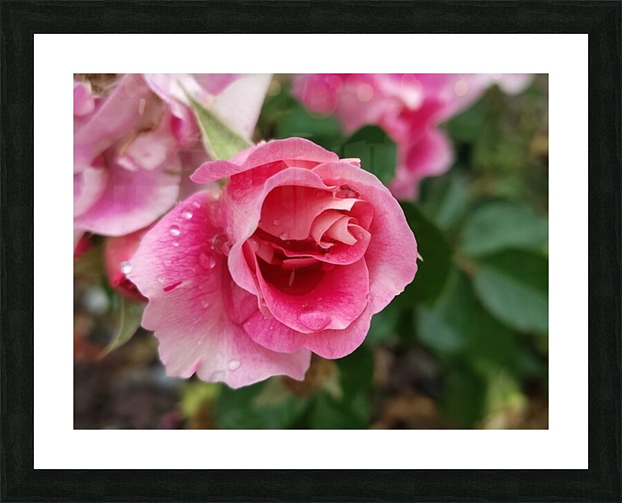 Impeccable Rain  Picture Frame print