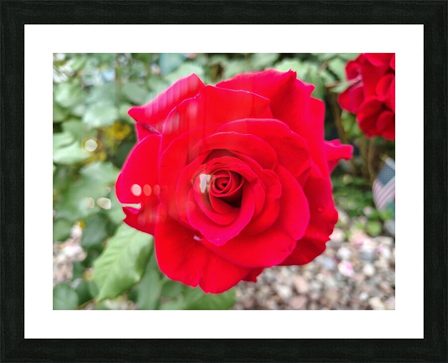 In Love  Picture Frame print
