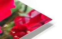 In Love  HD Metal print