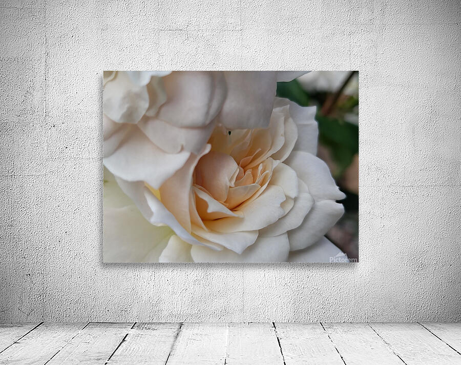 Bashful Roses  Wall Preview