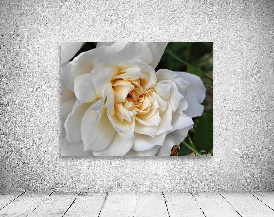Rose Shines  Wall Preview