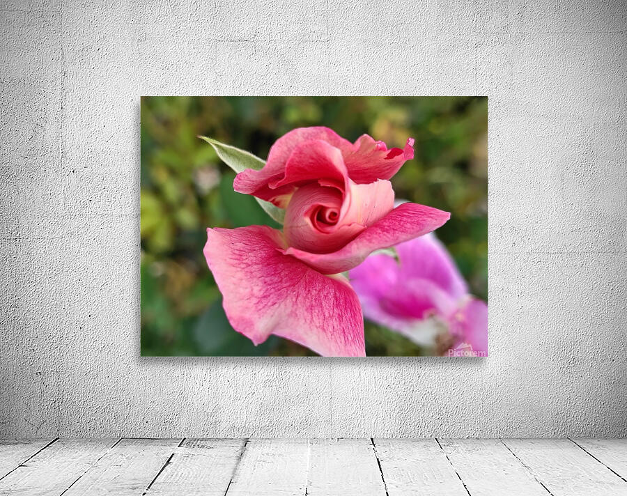 Twirled Pink  Wall Preview