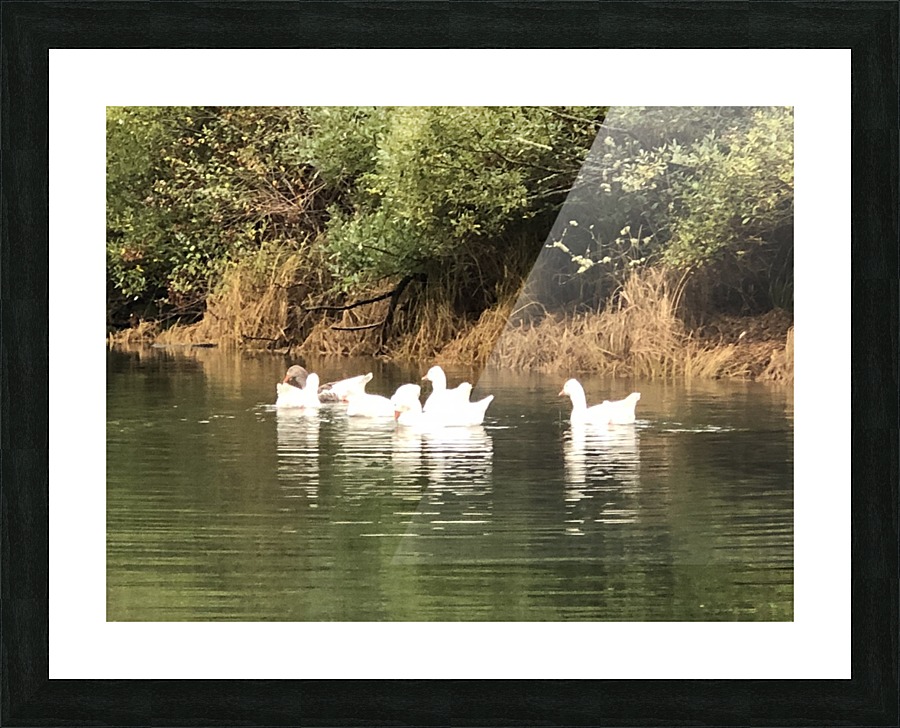 River Geese Picture Frame print