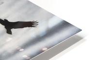 lucky eagle HD Metal print