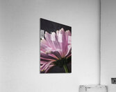  44A6807 Acrylic Print