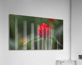  85A4798 Acrylic Print