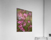  Q8A0465 Acrylic Print
