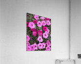 1Q8A1460 Acrylic Print