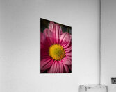 085A6751 Acrylic Print