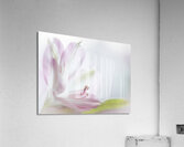 085A4754 Acrylic Print