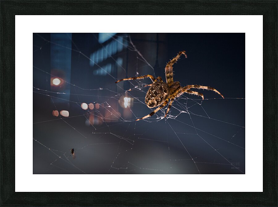 Araignee 6 Picture Frame print