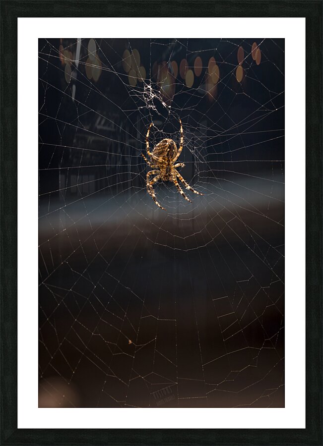 Araignee 7 Picture Frame print