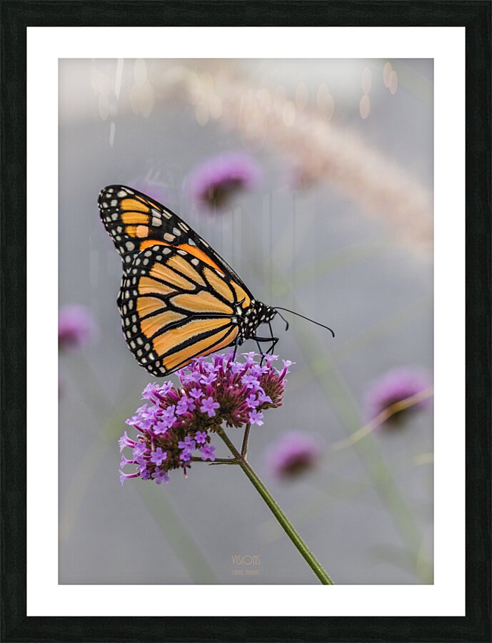  44A5712 Picture Frame print