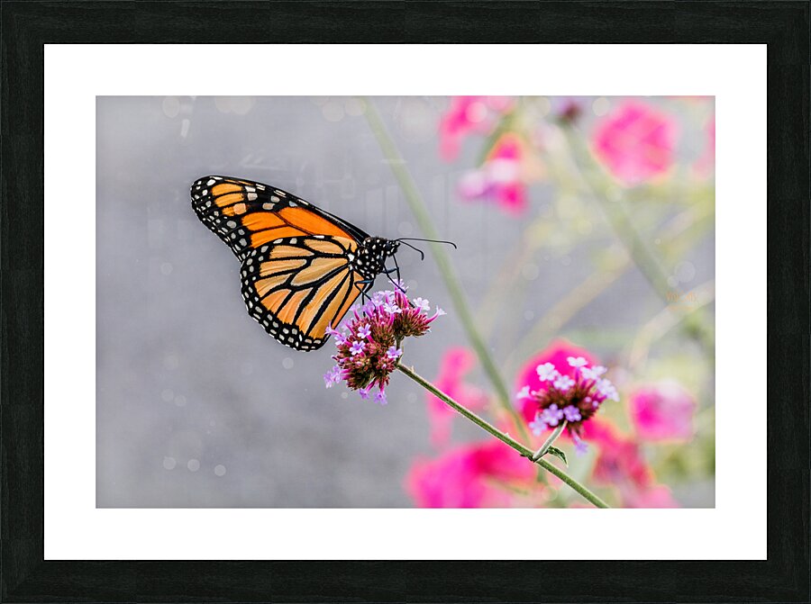  44A5718 Picture Frame print