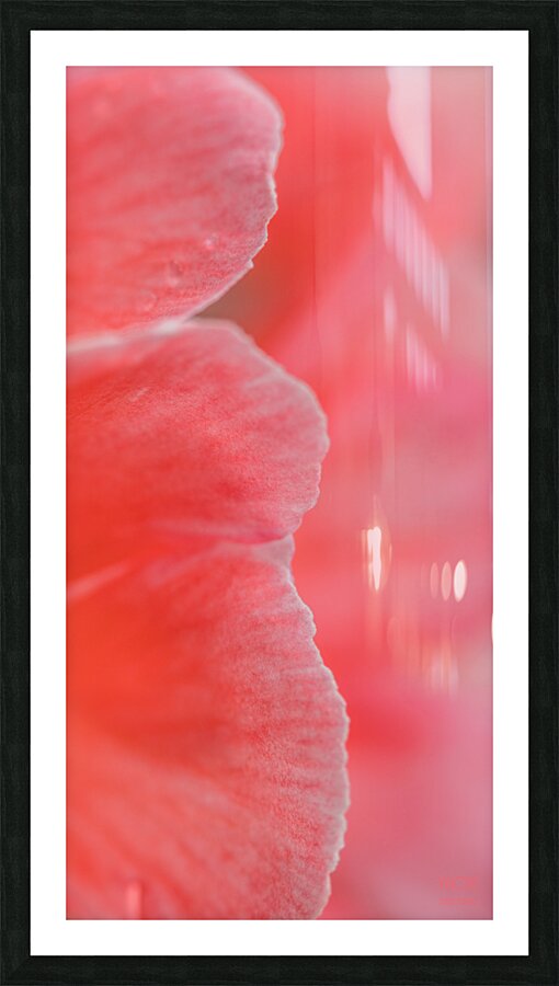  44A5658 Impression et Cadre photo