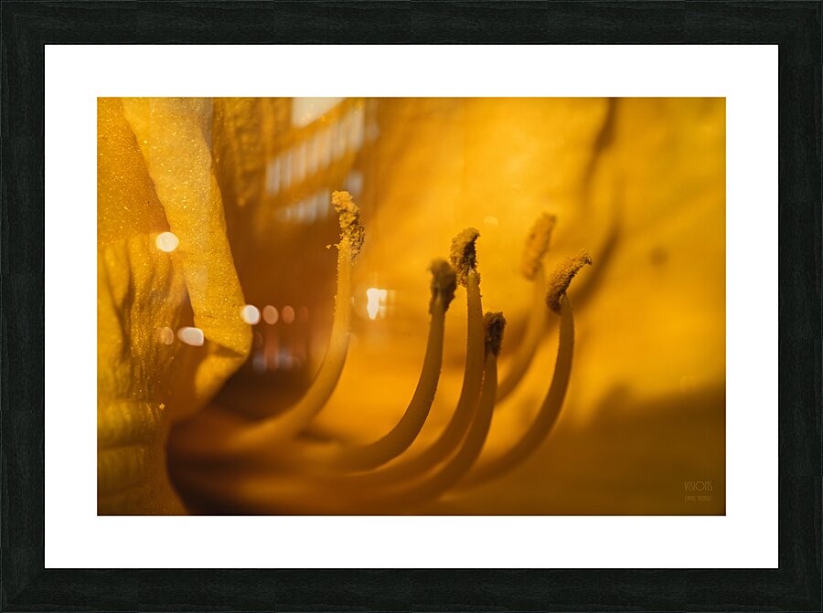  44A6034 Picture Frame print
