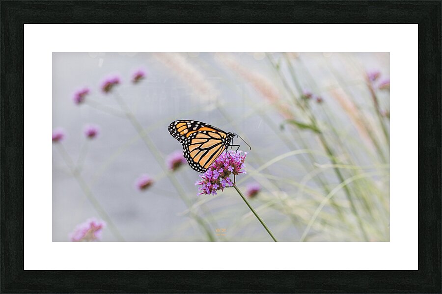  44A5707 Picture Frame print