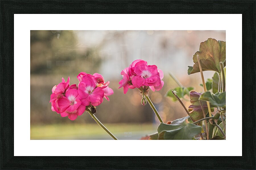  44A6602 Picture Frame print