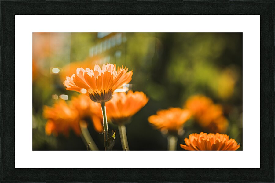  44A6567  Picture Frame print