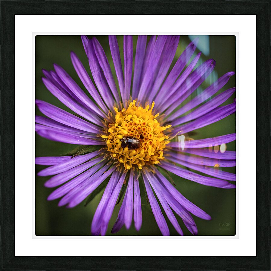  44A6090  Picture Frame print