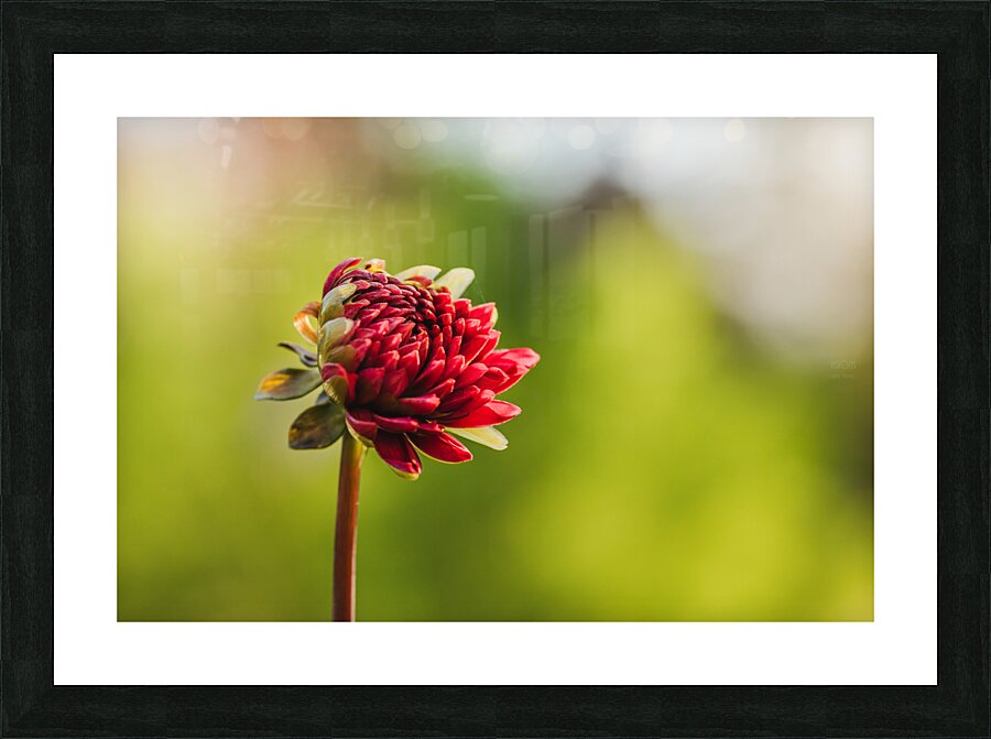  44A6558 Picture Frame print
