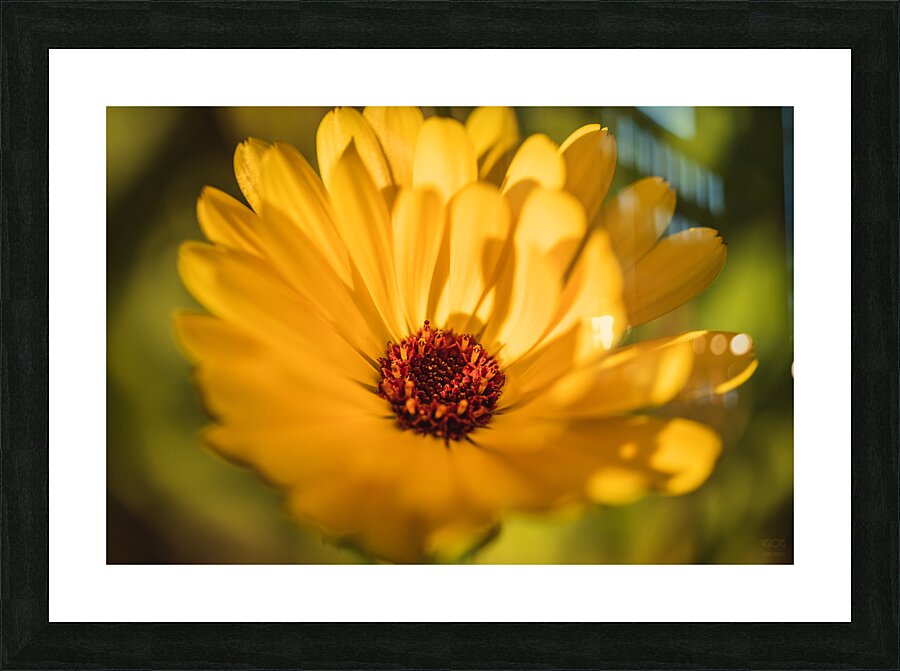  44A6490 Picture Frame print