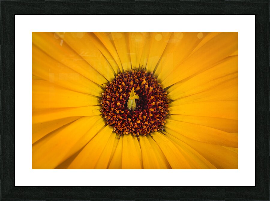  44A6279 Picture Frame print