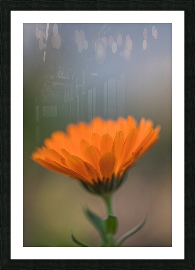  44A6530 Picture Frame print