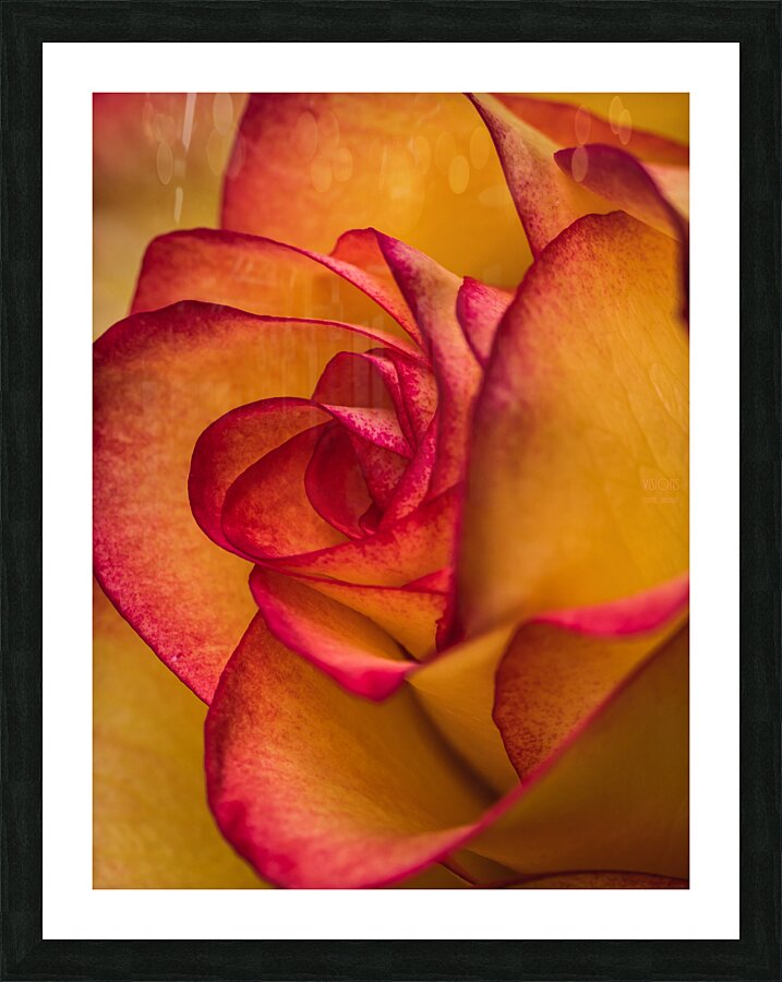  44A6388 Picture Frame print