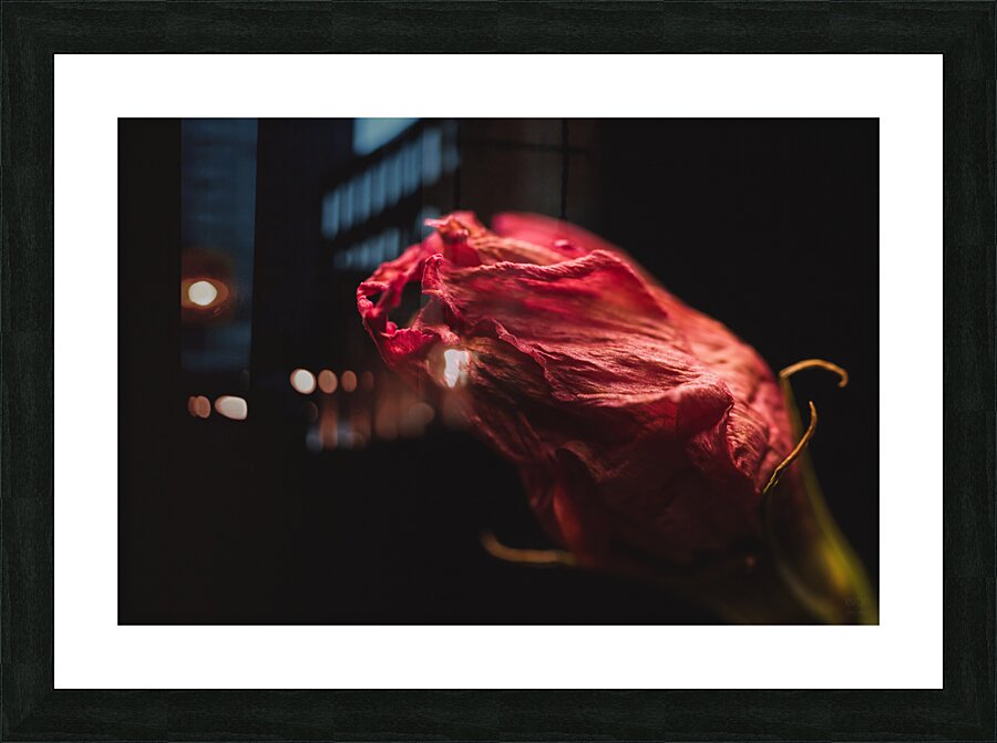  44A6736  Picture Frame print