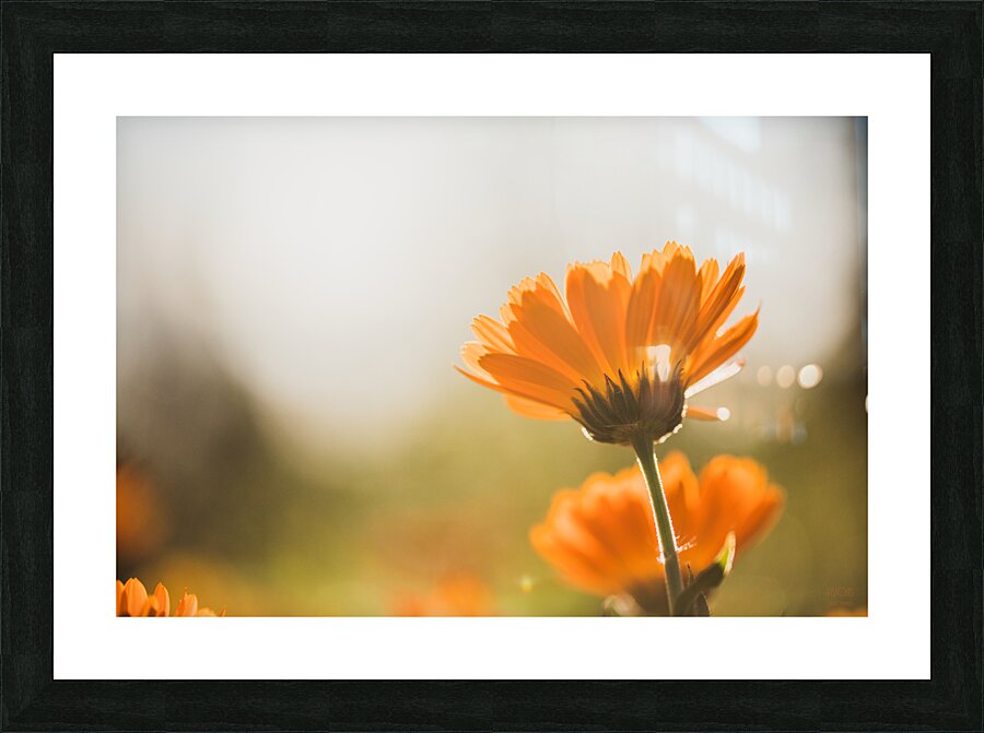  44A6574 Picture Frame print